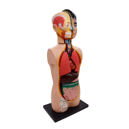 Модель «Торс человека», 65 см